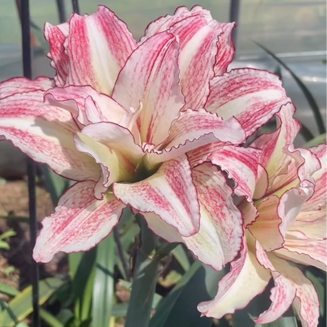 朱顶红澳朱【安吉拉】绿叶裸根 剪叶发货