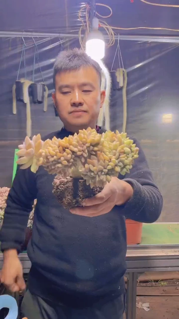 164淡雪缀化一物一拍