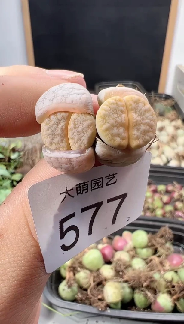 【闪购商品】++++577