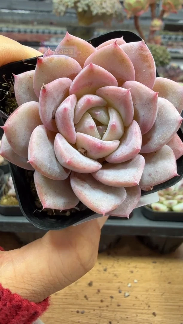 东云多肉园二店-180