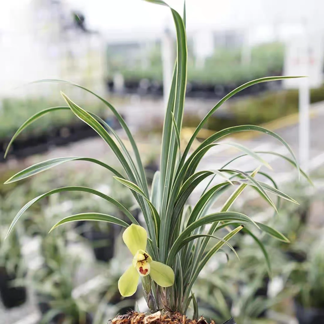 春兰建兰墨兰寒兰一物一拍