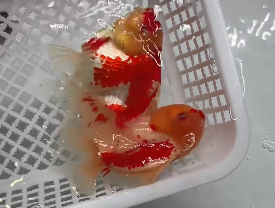金鱼清缸活动福利鱼短鹿子