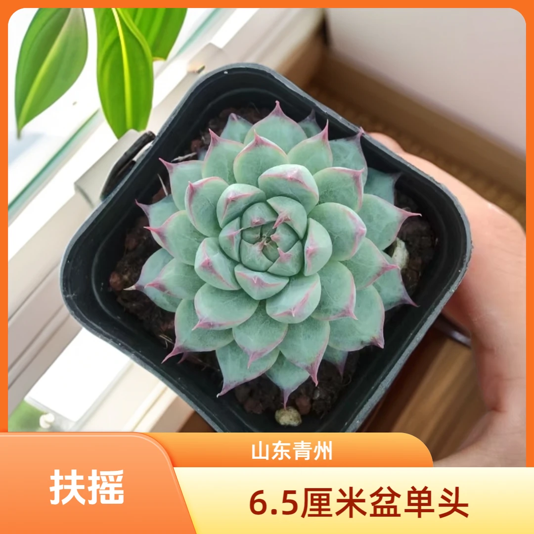 扶摇6.5厘米盆老桩多肉