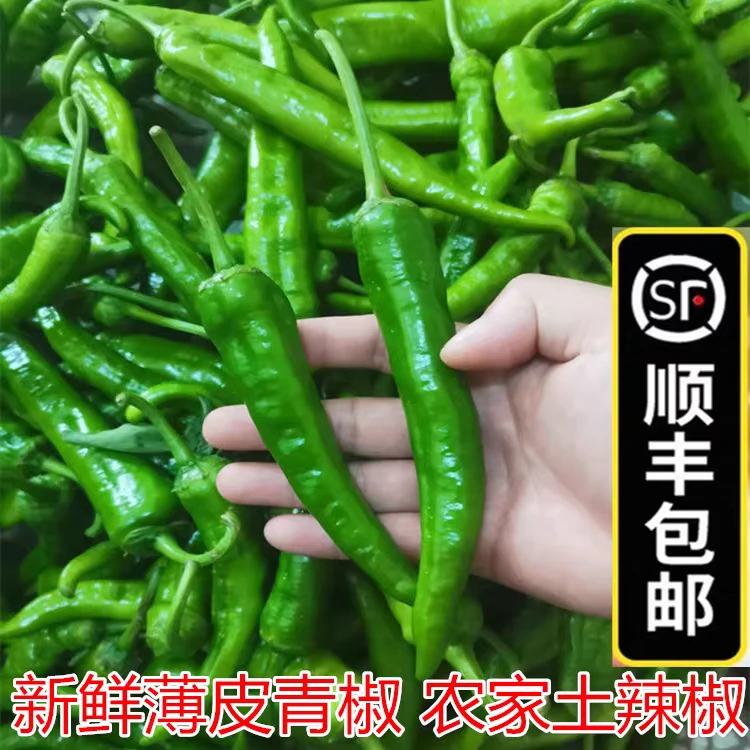 樟树港辣椒2025年新鲜当季香中辣青椒薄皮农家自种
