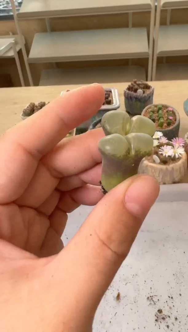 30-197多肉植物肉锥