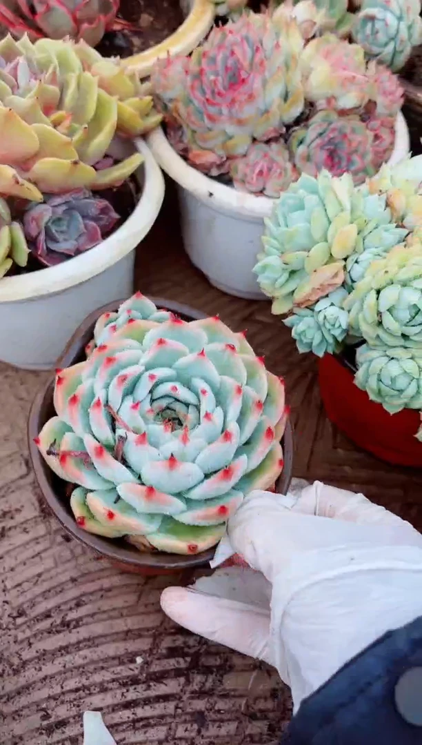 11114多肉植物一物已拍