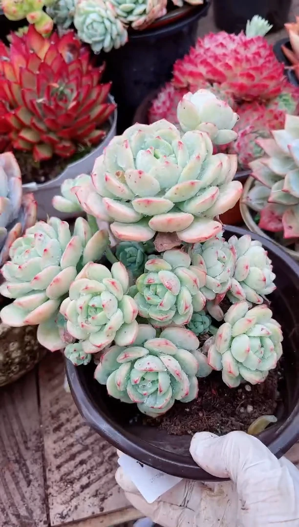 【闪购商品】07174