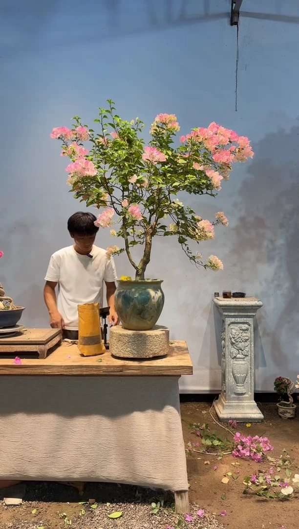 全部花朵赛*微三角梅13