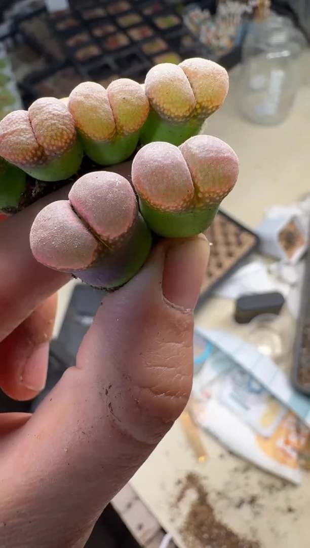 13-131多肉植物绒窗风铃一颗