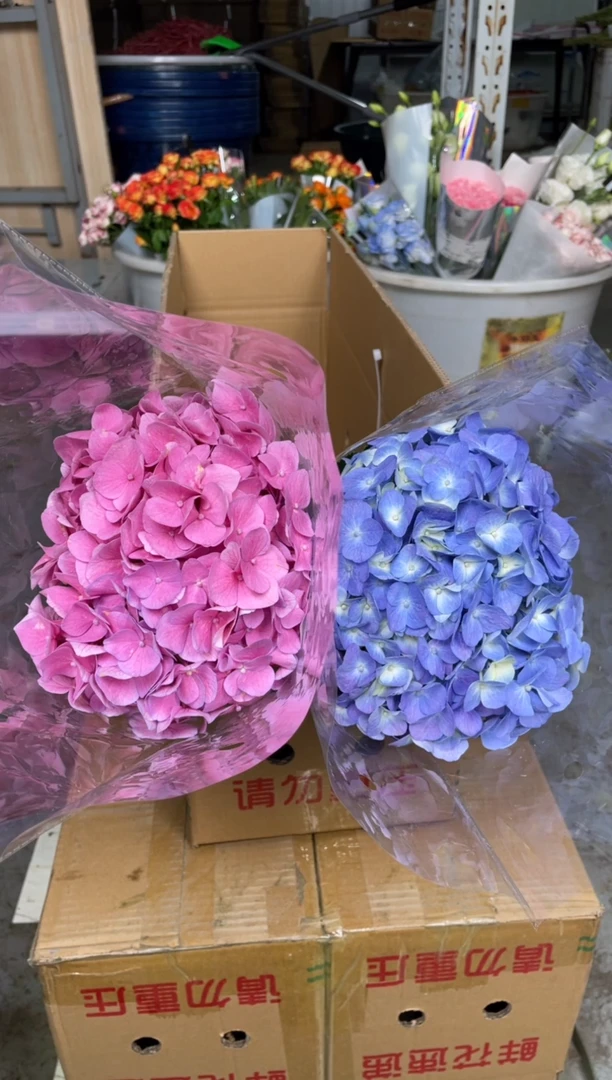 随机色绣球2枝***