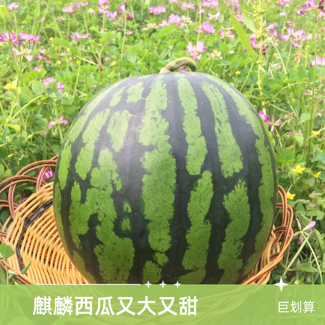 麒麟西瓜一颗5斤左右
