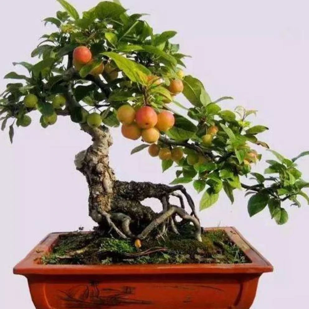 海棠造型盆景盆栽品种齐全造型美观 一物一拍