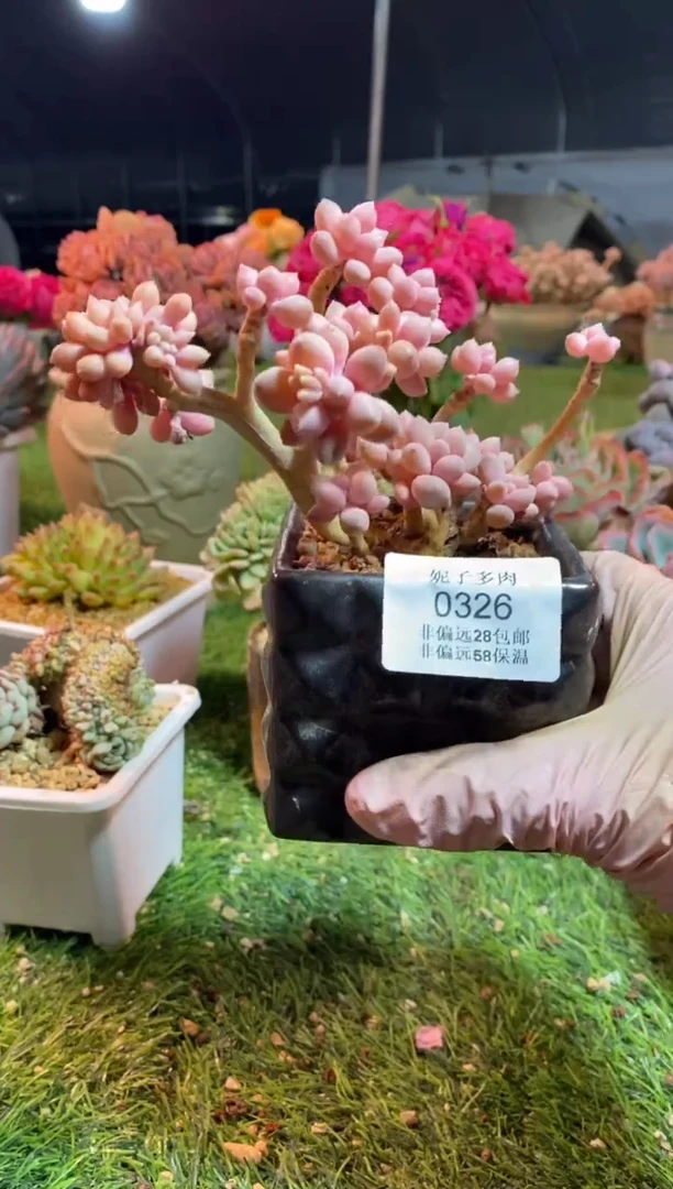 【闪购商品】0326a