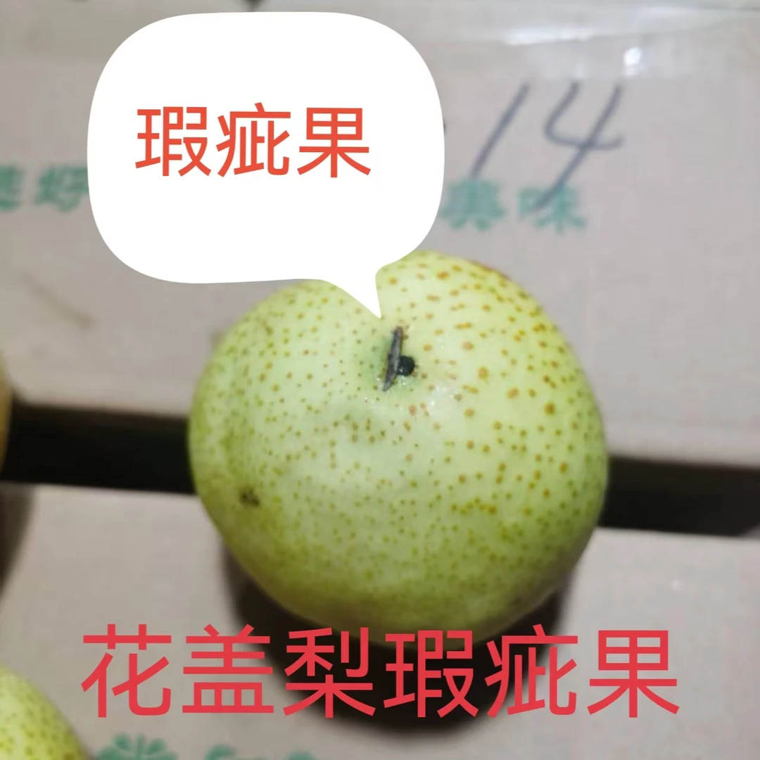 【超好吃】东北特产正宗瑕疵花盖梨酸甜可口不怕冻可做冻秋梨