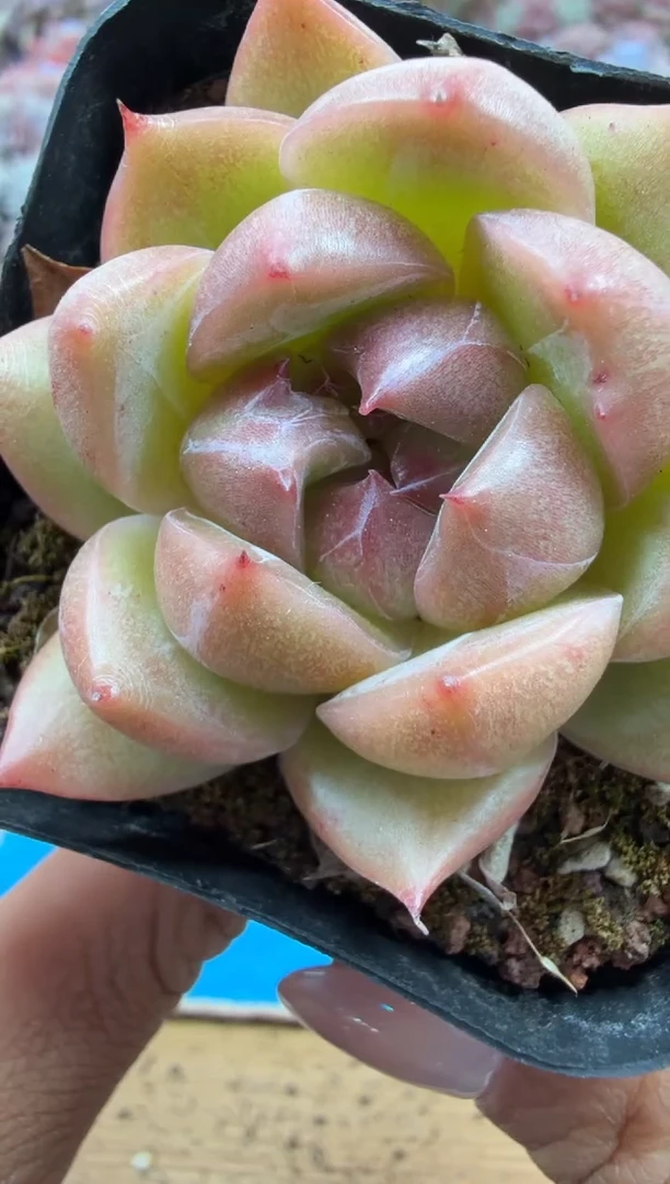 东云多肉园二店-226