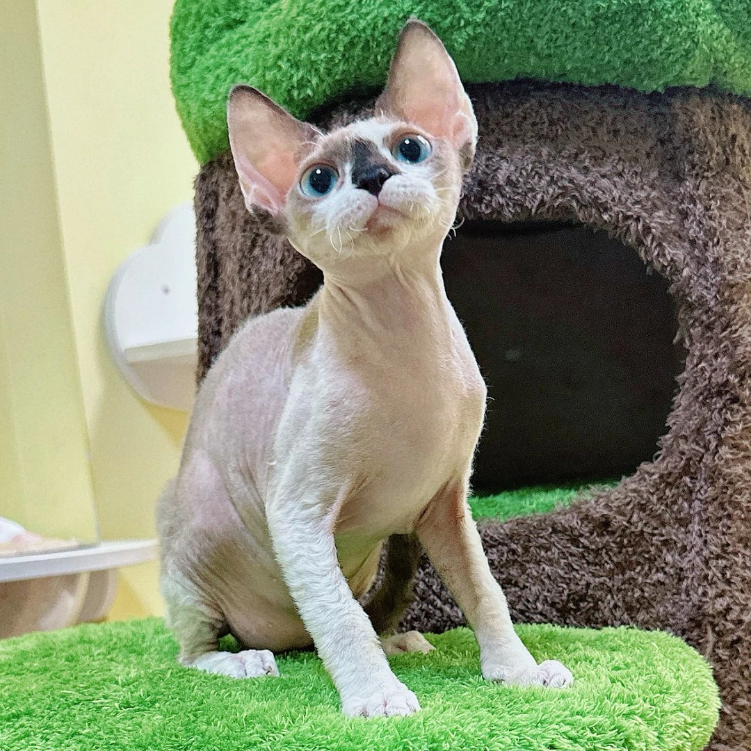 【小仙女德文】海豹双色弟弟 活体猫咪