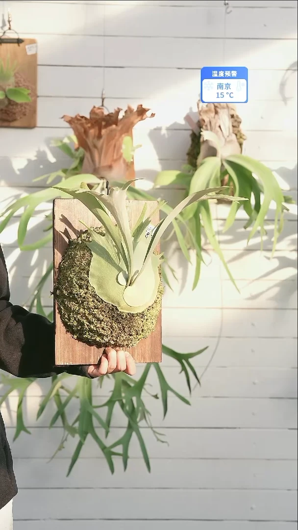 完全开放A056  AR