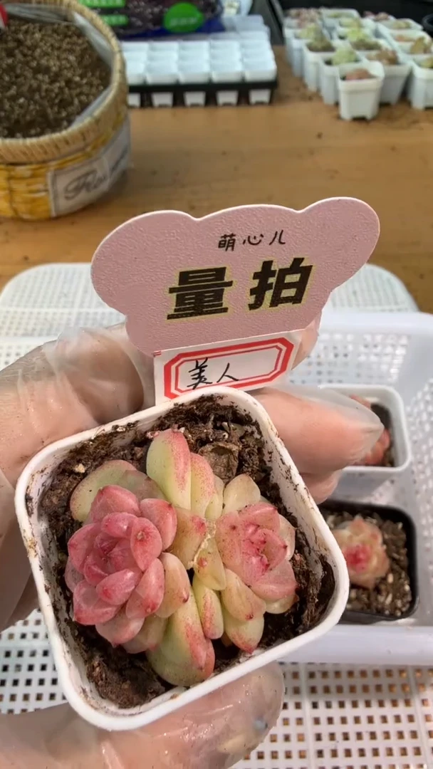 美人甜心 四方一盆 单双混 量拍混发