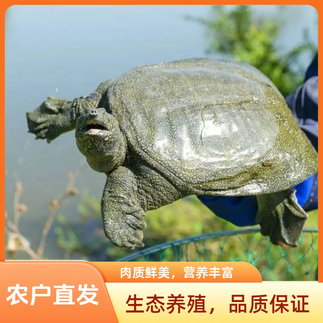 鲜活甲鱼两只不低于3斤生猛老鳖黑青花顺丰包邮到家