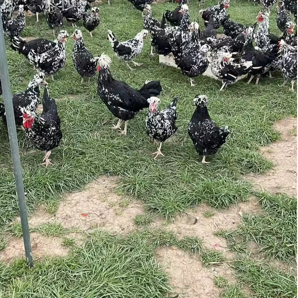 宠物帽子快下蛋1公2母贵妃鸡   黑白花