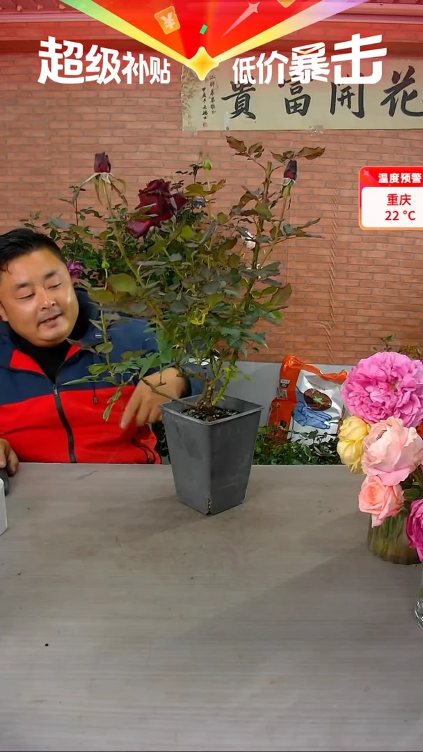 当前无花朵，栽培后可花朵暗香