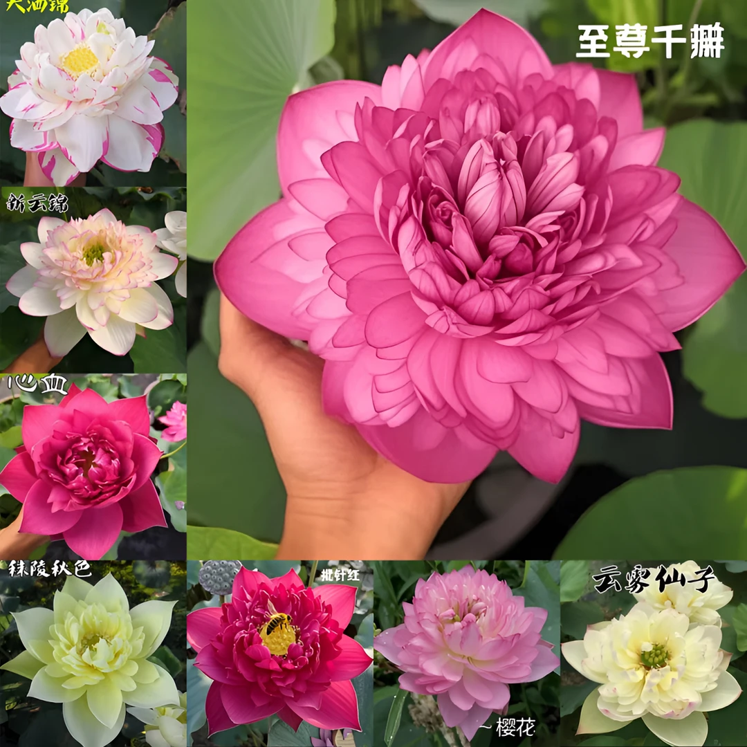 精品观赏碗莲荷花种根苗水缸种植花卉绿植盆栽植物荷花苗水培好养