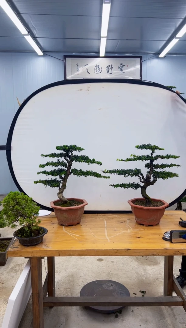 无花朵一物一拍，所见即所得