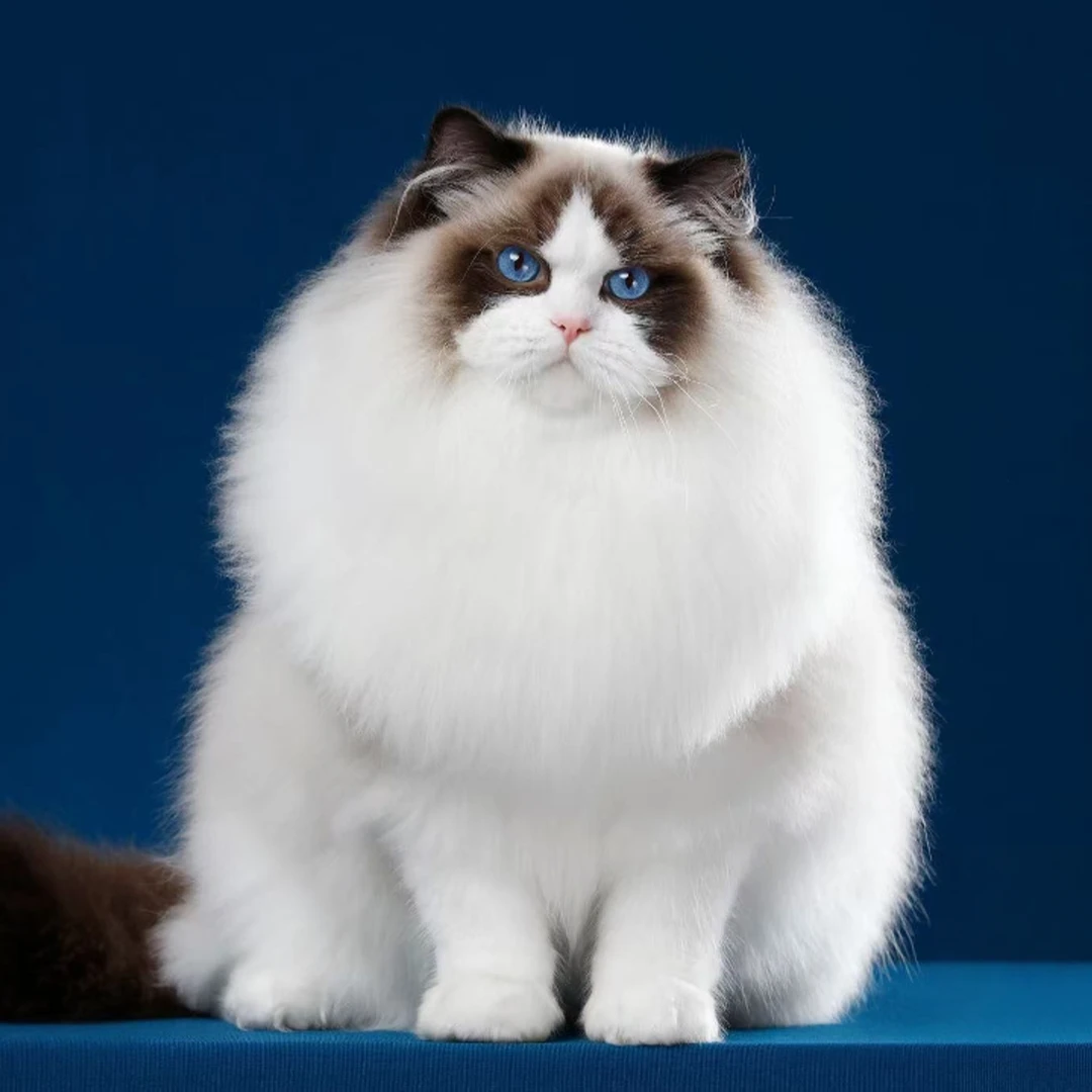 【熙熙公主】布偶猫舍