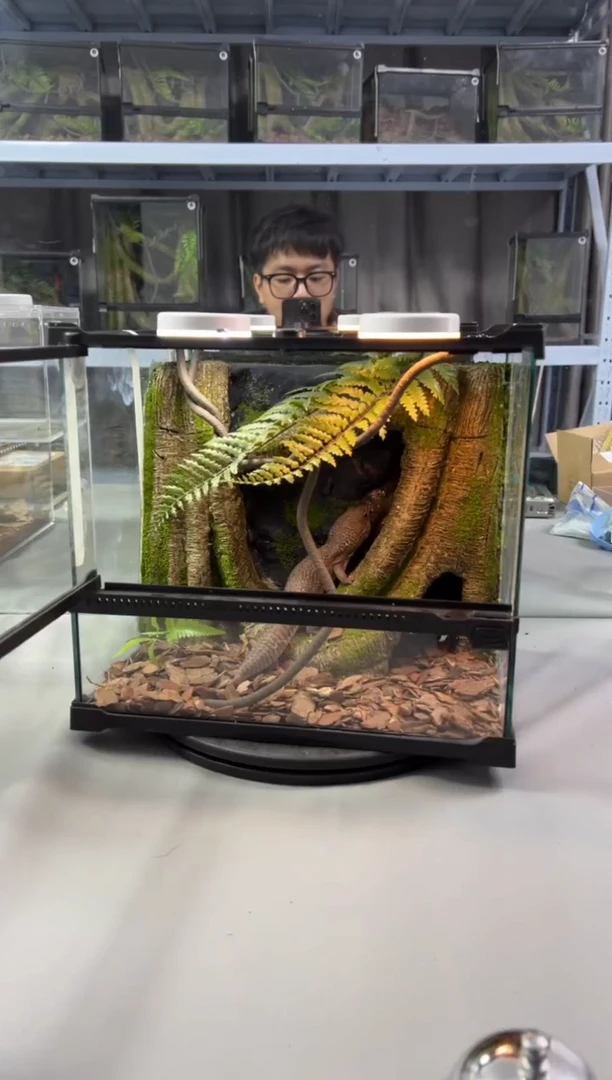 玻璃【长30宽25高27】爬宠造景缸睫角守宫树栖蜘蛛饲养箱爬宠爬虫缸