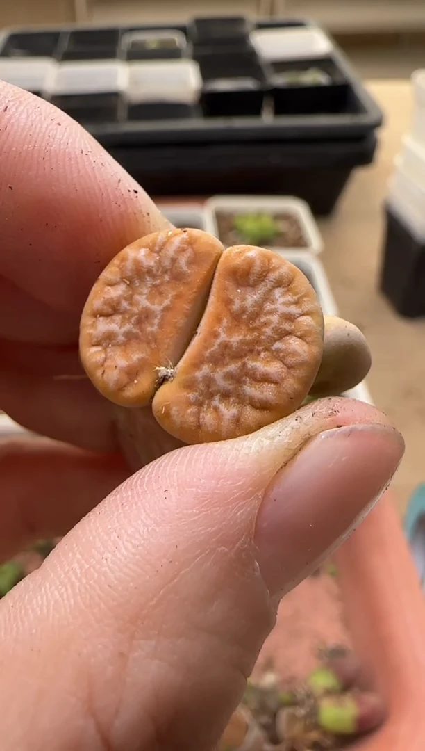 【闪购商品】13-257