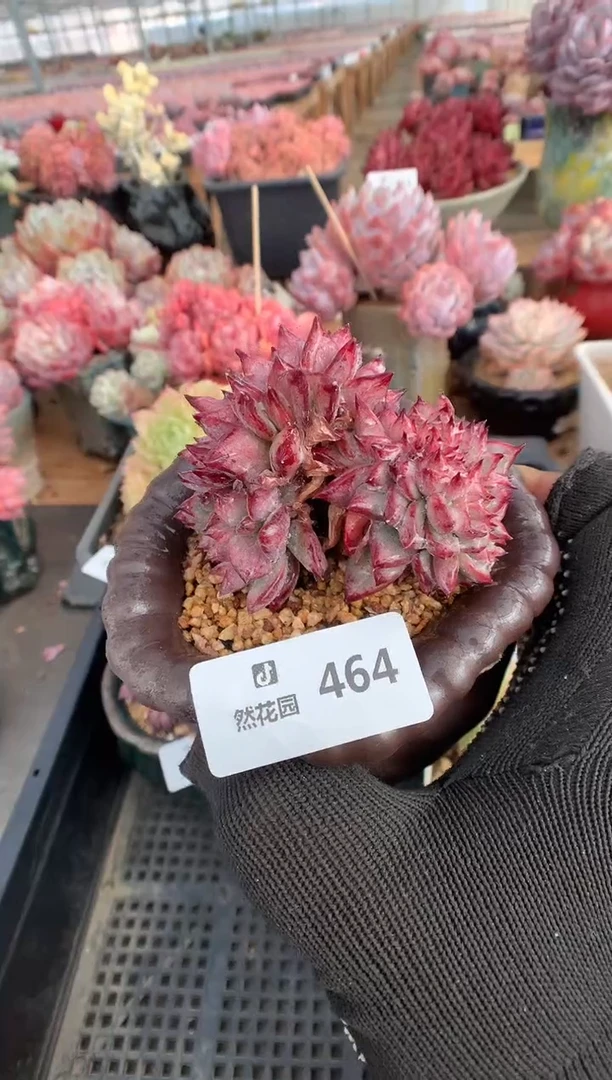 464拉糖缀多肉植物一物一拍
