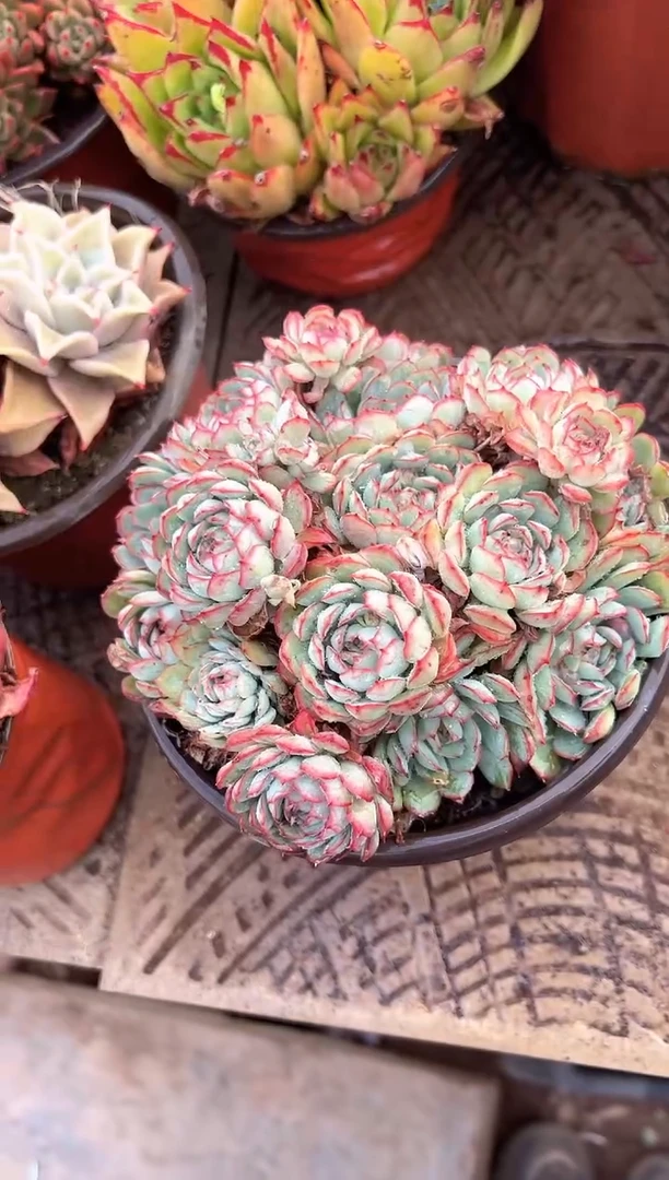 我**鱼多肉植物一物一拍17269