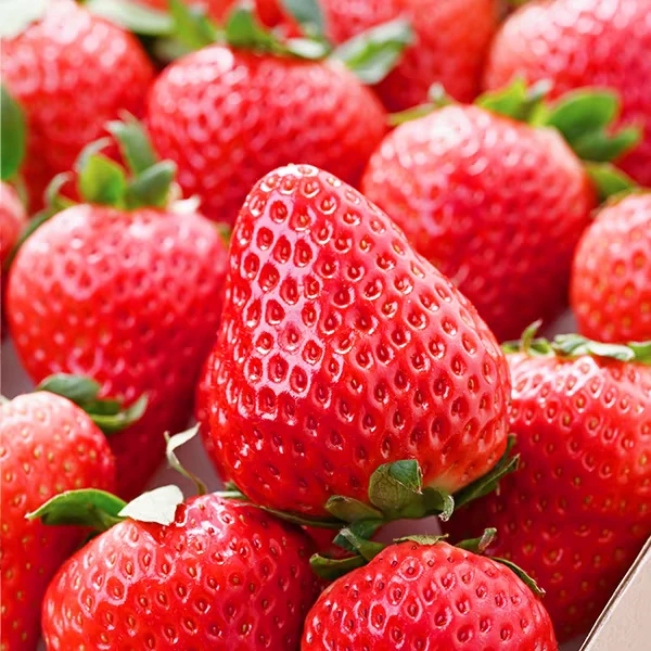 【达吾水果】陕西红颜巧克力红颜草莓毛重2斤装大果(同城骑手配送)