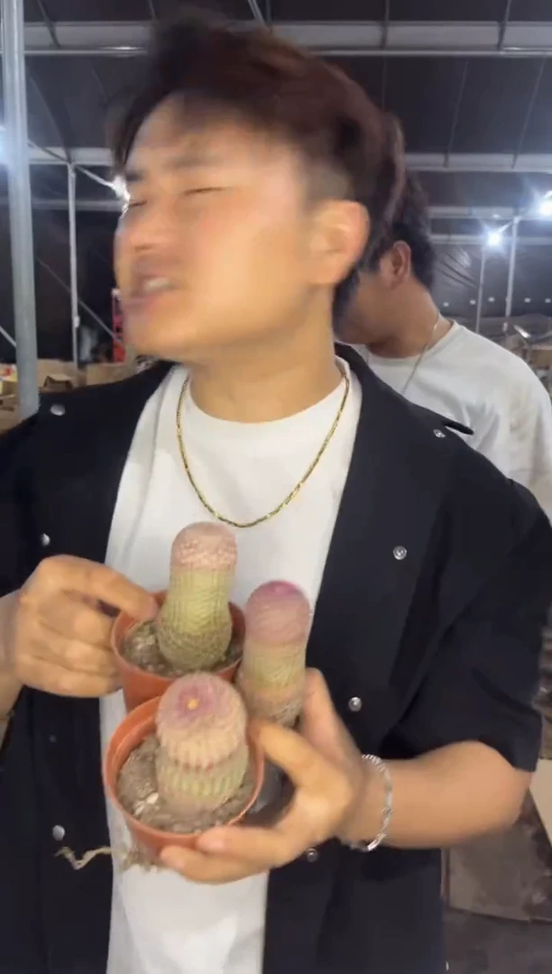 3颗 实生根 单头 红太阳