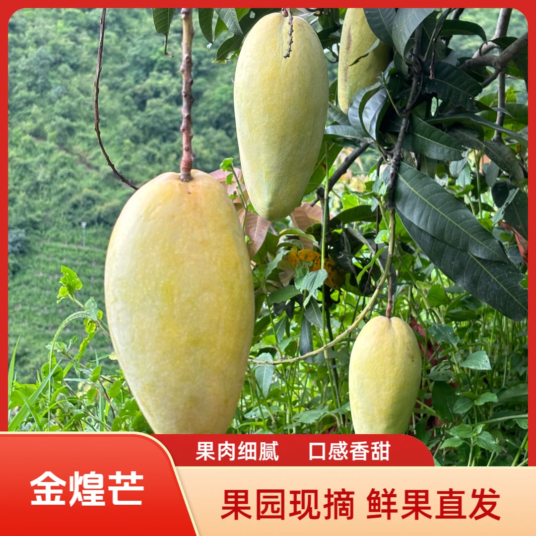 金煌芒新鲜采摘香甜多汁核薄肉厚现摘产地直发 SF顺丰