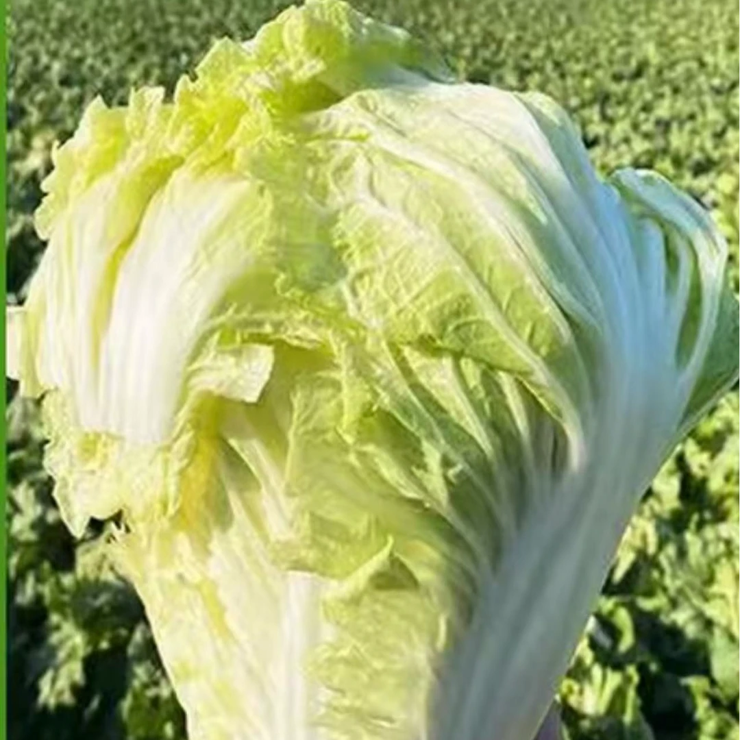 湖北广水余店大白菜