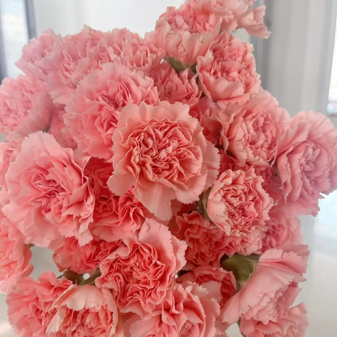 【只发新疆】粉钻康乃馨16支（送4支损坏不赔付）