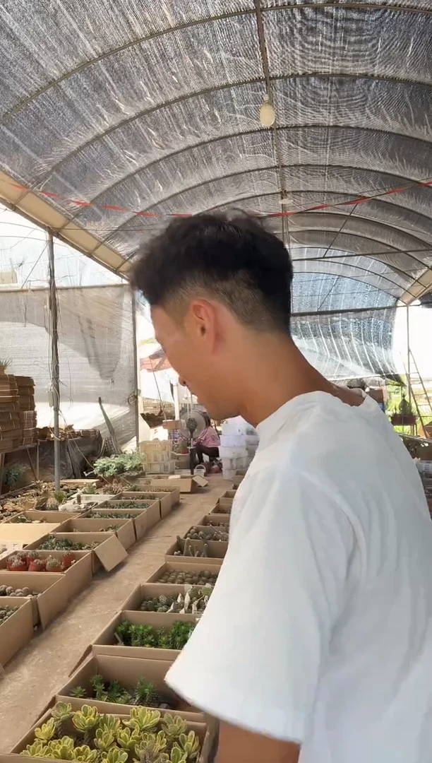 M****s游啊游两颗19.99====