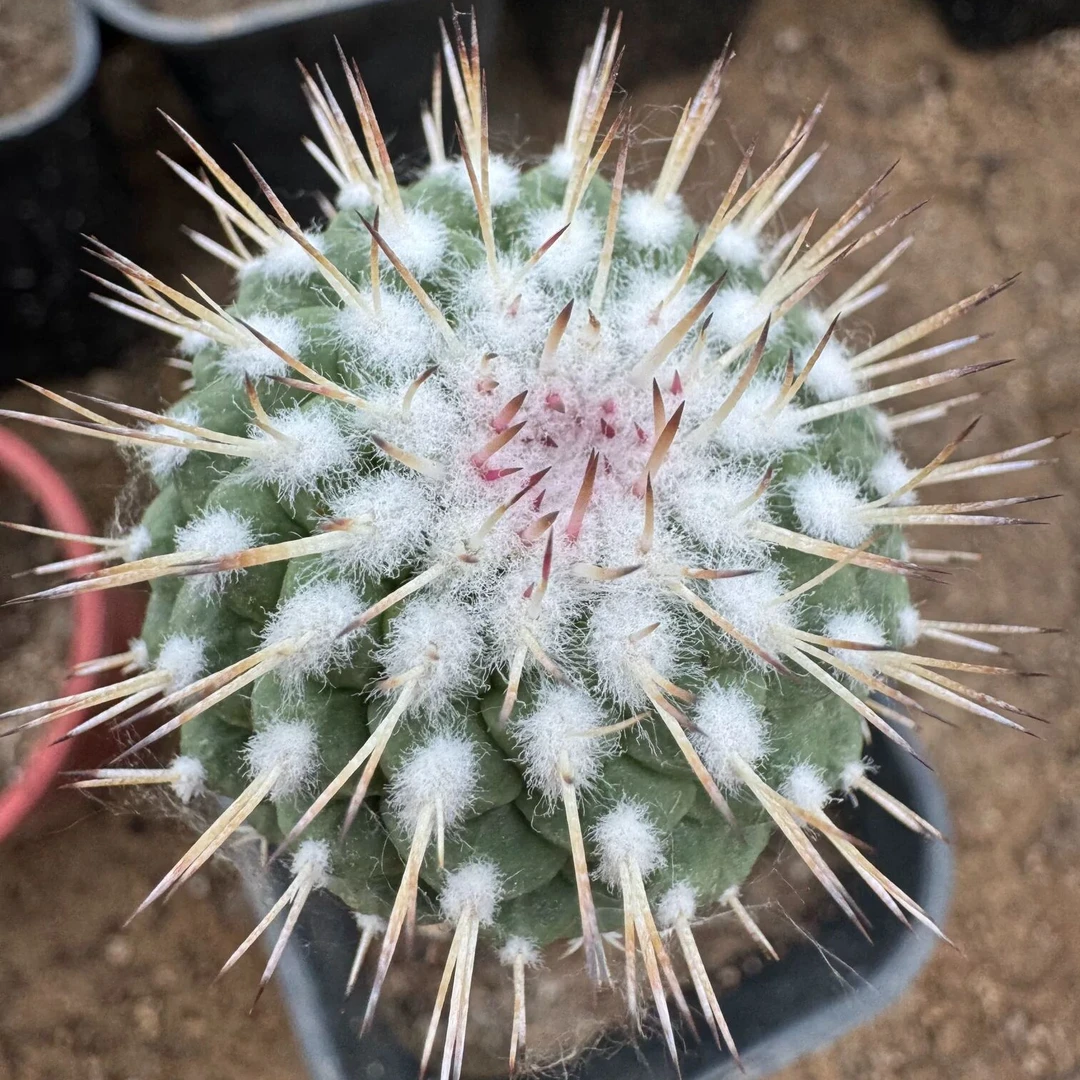 ZD009菊水,仙人球盆栽开花美观防辐射净化空气适合办公室
