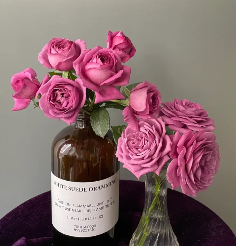 玫瑰大叔 梅子色完美 切花丰花多头花期长耐热耐晒科德斯月季盆栽