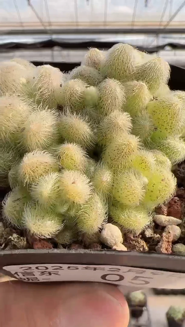 【闪购商品】信东尼多肉-5