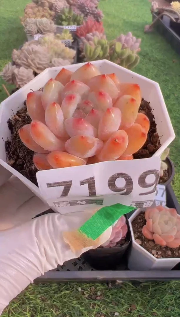 【闪购商品】信福多肉一物一拍