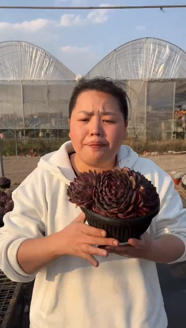 【闪购商品】14-三头起蓝色妖姬带盆土11.8