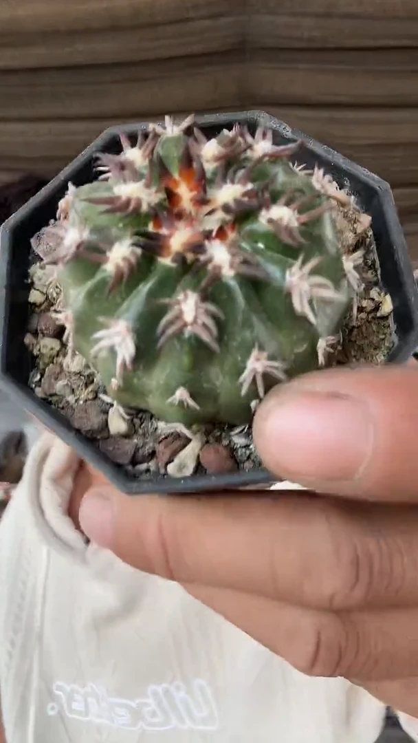 实生猫爪圆盘玉49.99配货看图