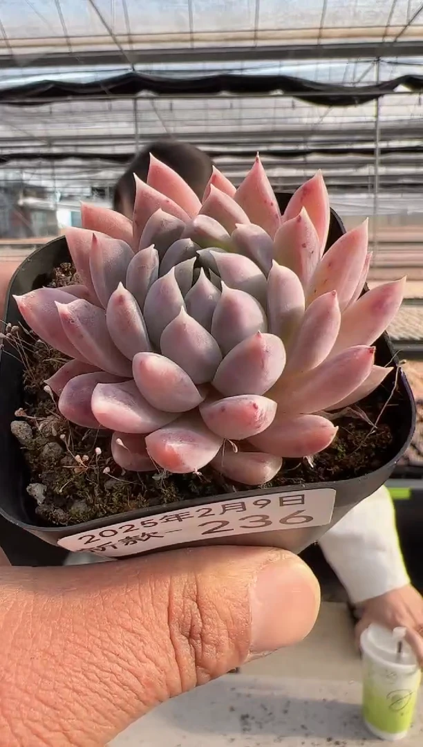 【闪购商品】新款多肉-236