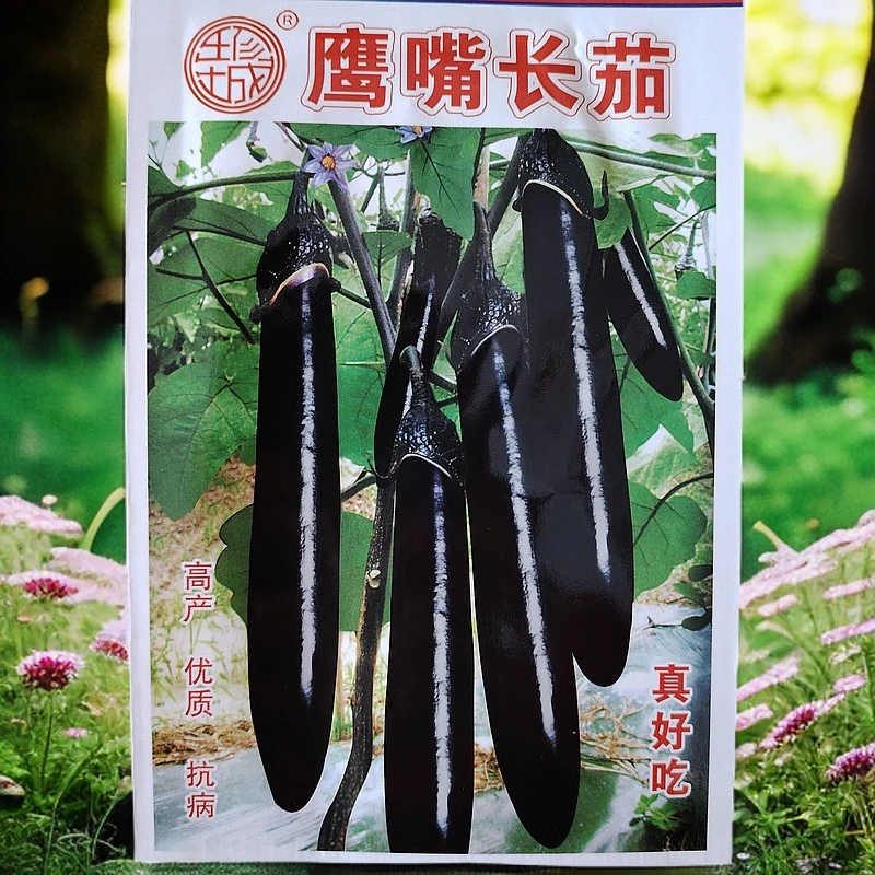 黑鹰嘴长茄籽（拍一发二）