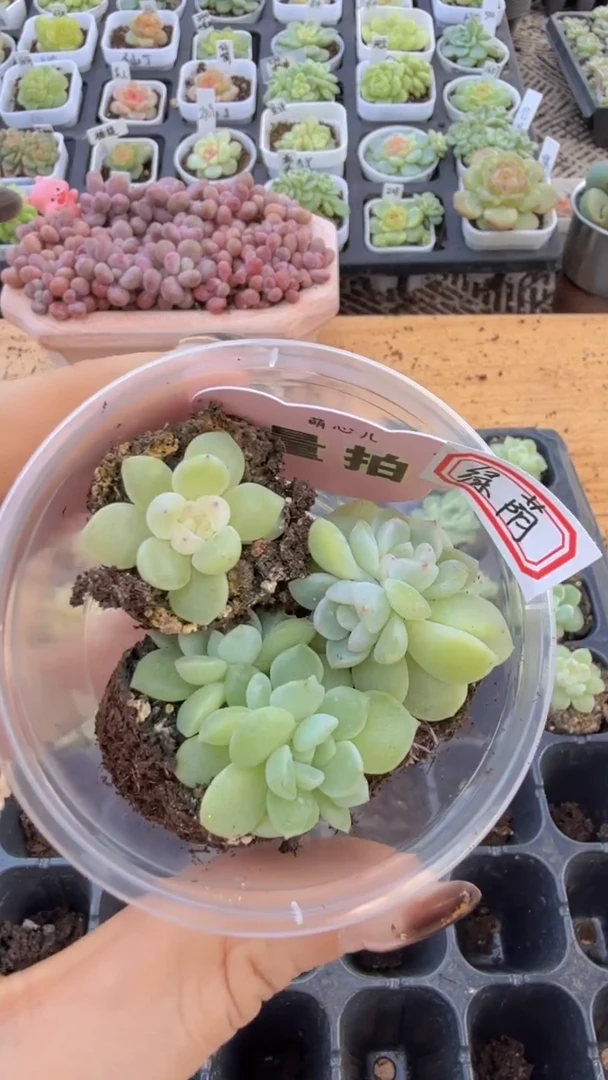 绿荫单双混 3颗量拍多肉植物 满9.9包邮