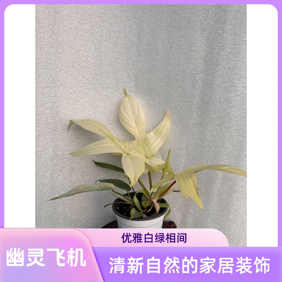 幽灵飞机 热植 网红热植不包叶损《两单包邮》