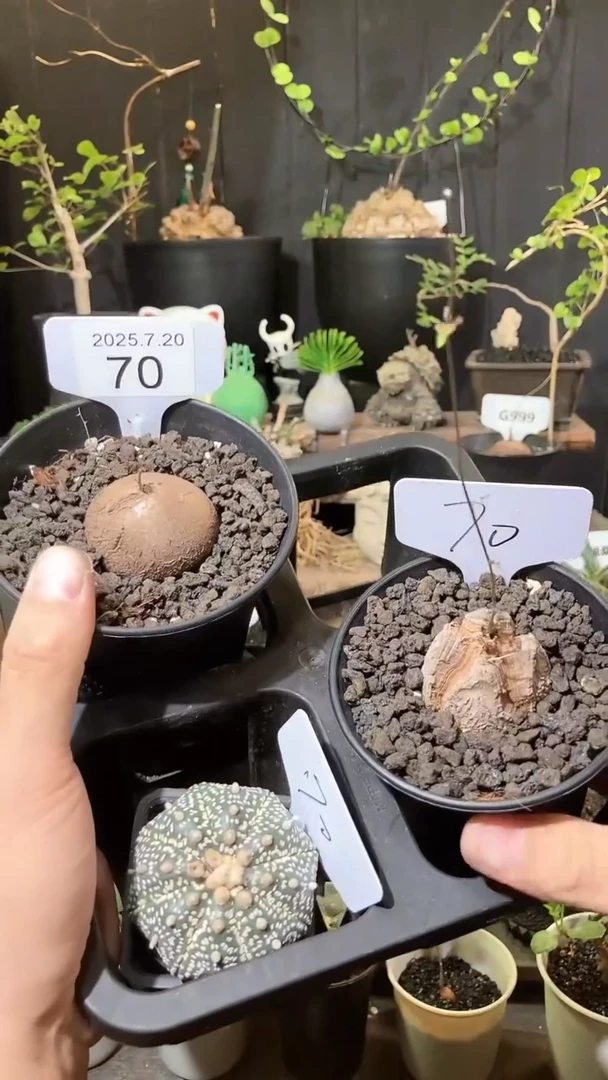 70号720福利南非龟甲龙买1送1个＋兜一个