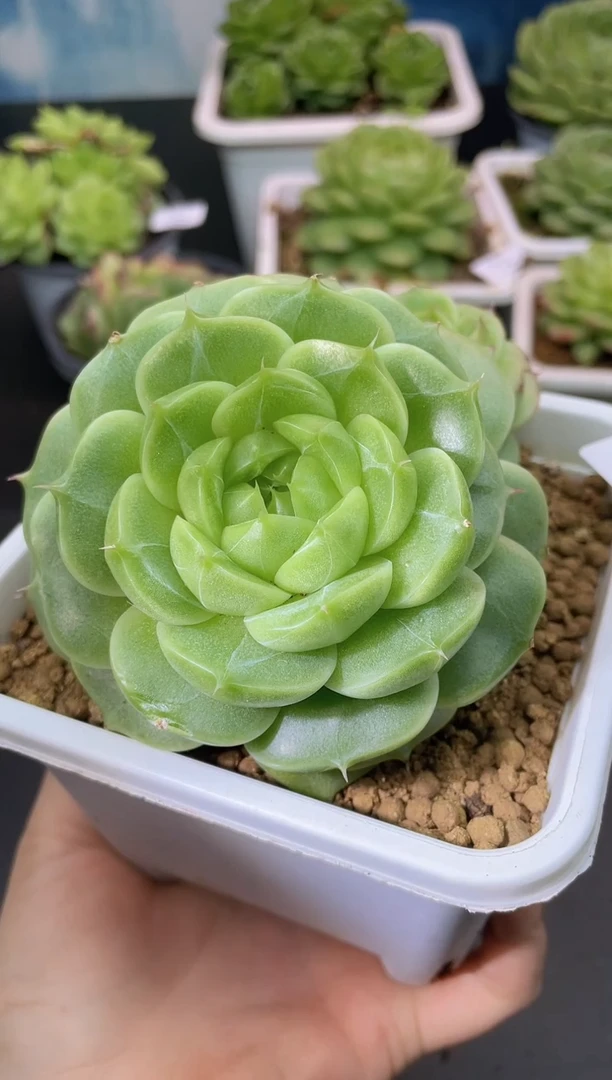 Y**G374一物一拍定向